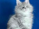 Hamer Polydactyl - Maine Coon Kitten For Sale - Miami&comma; FL&comma; US