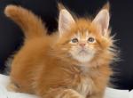 Alin - Maine Coon Kitten For Sale - Hollywood&comma; FL&comma; US
