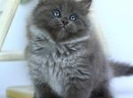 Ayvengo - Siberian Kitten For Sale - Pembroke Pines&comma; FL&comma; US