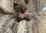 Seal Mink Mitted Dark - Ragdoll Kitten For Sale - Amarillo&comma; TX&comma; US