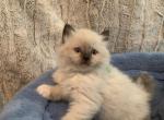 Seal Point Mitted - Ragdoll Kitten For Sale - Amarillo&comma; TX&comma; US