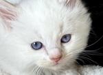 TICA Lilac male - Ragdoll Kitten For Sale - Lock Haven&comma; PA&comma; US