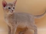 Finik - Abyssinian Kitten For Sale - Norwalk&comma; CT&comma; US