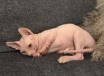 Sphynx cat - Sphynx Kitten For Sale - Orlando&comma; FL&comma; US