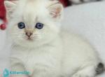 Ugo - Munchkin Kitten For Sale - Pembroke Pines&comma; FL&comma; US