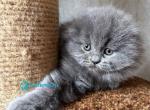 Yukki - Scottish Fold Kitten For Sale - Hollywood&comma; FL&comma; US