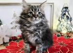 Tyrone - Siberian Kitten For Sale - Clintwood&comma; VA&comma; US
