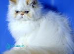 Leo - Persian Kitten For Sale - Pembroke Pines&comma; FL&comma; US