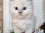 TICA Lilac Mitted Male - Ragdoll Kitten For Sale - Lock Haven&comma; PA&comma; US