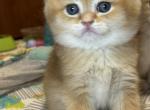 British chocolate shaded - British Shorthair Kitten For Sale - Staten Island&comma; NY&comma; US