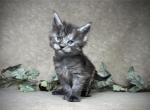 Lions Mane Coons Nimbus - Maine Coon Kitten For Sale - Marietta&comma; GA&comma; US