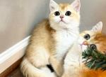 Daffy - British Shorthair Kitten For Sale - Fairfax&comma; VA&comma; US