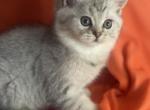 Lucky - British Shorthair Kitten For Sale - Rockford&comma; IL&comma; US