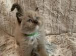 Seal Mink Mitted male - Ragdoll Kitten For Sale - Amarillo&comma; TX&comma; US