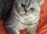 Sol - British Shorthair Kitten For Sale - Rockford&comma; IL&comma; US