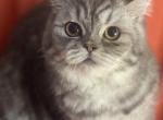 Sally - British Shorthair Kitten For Sale - Rockford&comma; IL&comma; US