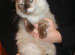 Ragdoll Girls Sale Pending - Ragdoll Kitten For Sale - Souderton&comma; PA&comma; US