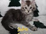 Jadon Blessings Litter - Maine Coon Kitten For Sale - Kingman&comma; AZ&comma; US