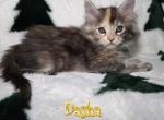 Dasha Blessings Litter - Maine Coon Kitten For Sale - Kingman&comma; AZ&comma; US