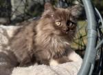 Chocolate Kitten Scottish Straight - Scottish Straight Kitten For Sale - Orlando&comma; FL&comma; US