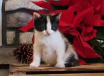 Noelle - Domestic Kitten For Sale - Myerstown&comma; PA&comma; US
