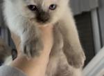 ONE LEFTChristmas Kittens ready Dec 16 - Ragdoll Kitten For Sale - Mount Joy&comma; PA&comma; US