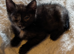 Not Quite Scottish Straight Manx - Manx Kitten For Sale - Mokelumne Hill&comma; CA&comma; US