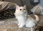 Squeaky an Extreme Face All White Little Girl - Persian Kitten For Adoption - Las Vegas&comma; NV&comma; US
