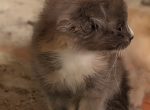 Scottish Fold Watercolor Tort female - Scottish Fold Kitten For Sale - Mokelumne Hill&comma; CA&comma; US