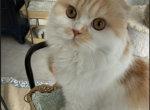 Millie - Scottish Fold Kitten For Sale - Denver&comma; CO&comma; US