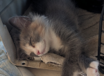 Sottish Straight Polydactyl Dilute Torte Female - Scottish Straight Kitten For Sale - Mokelumne Hill&comma; CA&comma; US