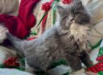 Jingles - Maine Coon Kitten For Sale - Charlotte&comma; NC&comma; US