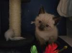 Light Grey boy - Balinese Kitten For Sale - Dallas&comma; TX&comma; US
