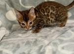 Versace - Bengal Kitten For Sale - 