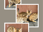 Chloe - Bengal Kitten For Sale - 