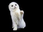 Mr Perfection - Scottish Fold Kitten For Sale - NH&comma; US