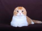 Christmas Happiness - Scottish Fold Kitten For Sale - NH&comma; US
