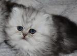 Millie - Persian Kitten For Sale - 