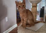 Clementine - Domestic Kitten For Sale - Glassboro&comma; NJ&comma; US