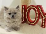 Frankie - Ragdoll Kitten For Sale - Saint Clair&comma; MI&comma; US
