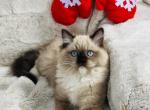 Autumn - Ragdoll Kitten For Sale - Saint Clair&comma; MI&comma; US