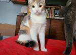 Carmine - Domestic Cat For Sale - Glassboro&comma; NJ&comma; US
