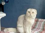 Scottish fold female - Scottish Fold Kitten For Sale - 
