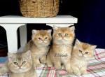 British golden kittens - British Shorthair Kitten For Sale - 