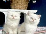 British colorpoint kittens - British Shorthair Kitten For Sale - 