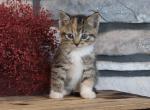 Carol - Domestic Kitten For Sale - Myerstown&comma; PA&comma; US