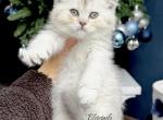 Scottish straight male - Scottish Straight Kitten For Sale - Thornton&comma; CO&comma; US