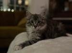 Nikita Coons Loki - Maine Coon Kitten For Sale - Philadelphia&comma; PA&comma; US