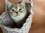 Lucky - British Shorthair Kitten For Sale - 