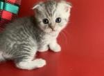 Blue sky - Scottish Fold Kitten For Sale - 